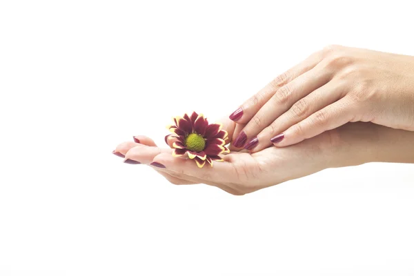 Mãos femininas e flor no fundo branco — Fotografia de Stock
