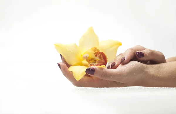 Ženské ruce a žlutou orchidej na bílém pozadí — Stock fotografie