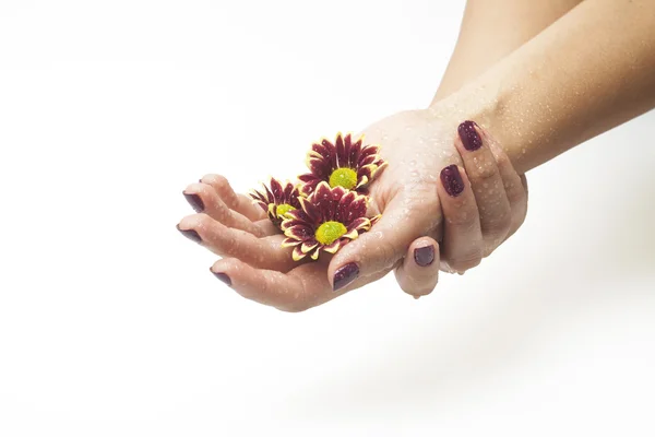 Kvinnliga händer och blommor på vit bakgrund — Stockfoto
