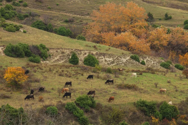 Vacas pastando en un prado —  Fotos de Stock