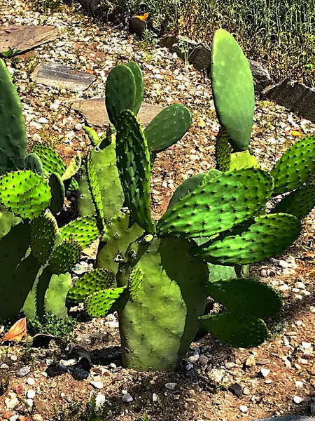 Cactus Growing Dry Soil Royalty Free Stock Images