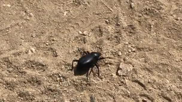 Video Escarabajo Arrastrándose Tierra — Vídeos de Stock