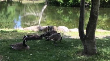 Parktaki Kaz Sürüsü