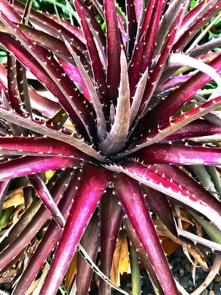 Dyckia Üzüm Jölesi