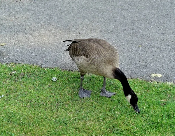 Une Oie Dans Parc Riverfront Spokane — Photo