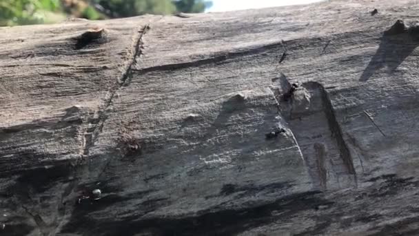 Ameisen Krabbeln Auf Einem Baum — Stockvideo