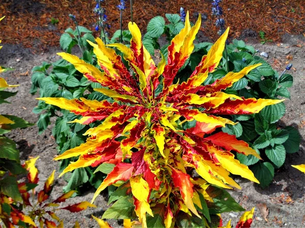 Amaranthus üç renkli. 