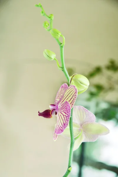 Orchidej na světle zeleném pozadí — Stock fotografie