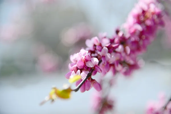 Bahar zaman badem ağacı tomurcukları