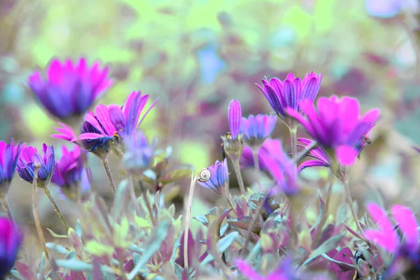 Fleurs des champs prairies — Photo