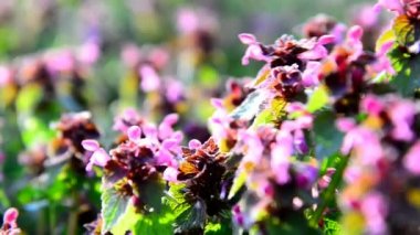 Günbatımında Bahçe çiçek