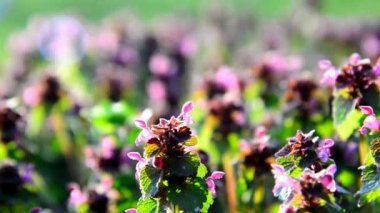 Günbatımında Bahçe çiçek