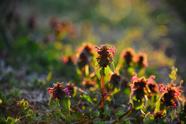 Fleurs de jardin au coucher du soleil — Photo