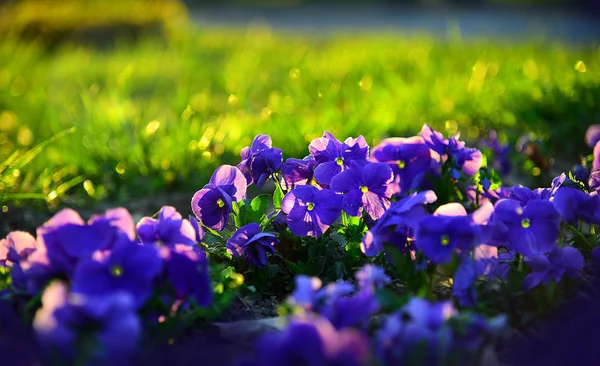 Garden flowers at sunset — Stock Photo, Image