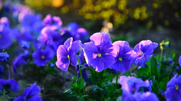 Flores de jardín al atardecer — Foto de Stock