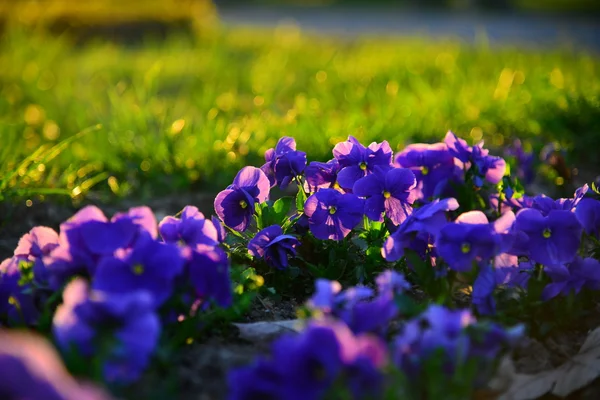 Zahradní květiny při západu slunce Stock Obrázky