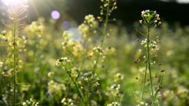 Günbatımında Bahçe çiçek