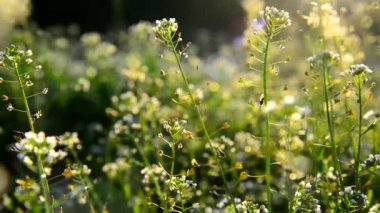 Günbatımında Bahçe çiçek