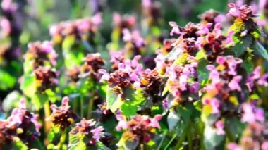 Günbatımında Bahçe çiçek