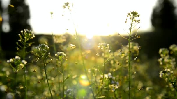 Trädgård blommor vid solnedgången — Stockvideo