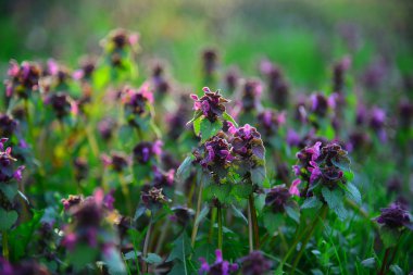 Günbatımında Bahçe çiçek