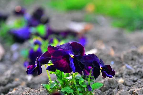 Flores de jardín al atardecer — Foto de Stock