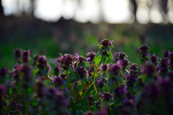 Flores de jardín al atardecer — Foto de Stock