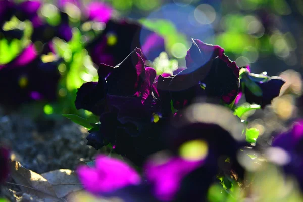 Fleurs de jardin au coucher du soleil — Photo