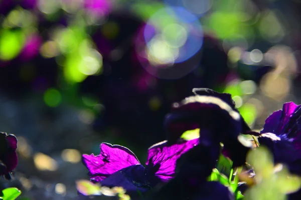 Flores do jardim ao pôr do sol — Fotografia de Stock