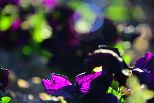 Fleurs de jardin au coucher du soleil — Photo