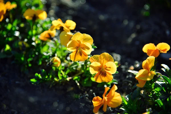 Flores de jardín al atardecer —  Fotos de Stock