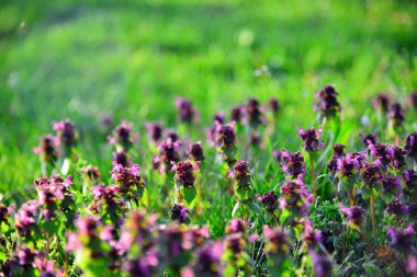 Günbatımında Bahçe çiçek