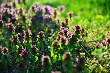 Günbatımında Bahçe çiçek