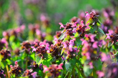 Günbatımında Bahçe çiçek