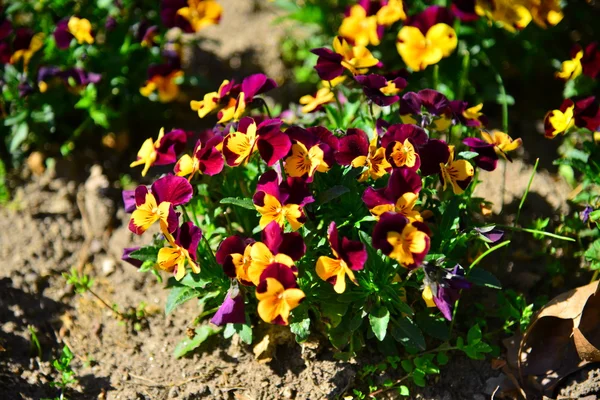 Flores de jardín al atardecer — Foto de Stock