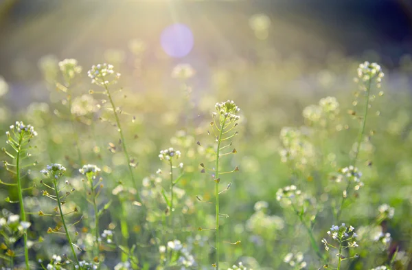 Flores do jardim ao pôr do sol — Fotografia de Stock