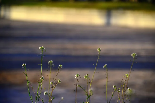 Flores do jardim ao pôr do sol — Fotografia de Stock