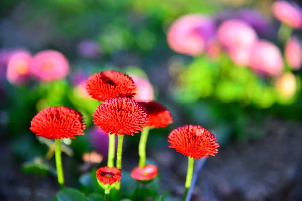 Flores do jardim ao pôr do sol — Fotografia de Stock