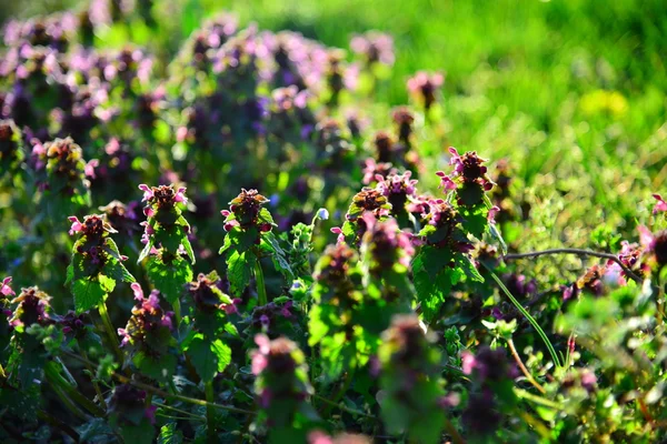 Flores de jardín al atardecer — Foto de Stock