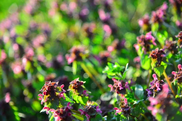 Flores de jardín al atardecer — Foto de Stock