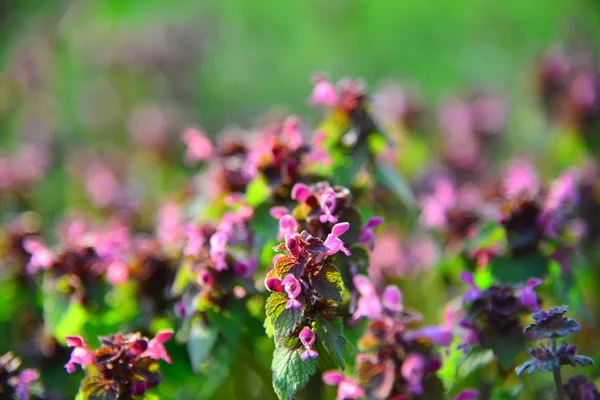 Flores de jardín al atardecer — Foto de Stock