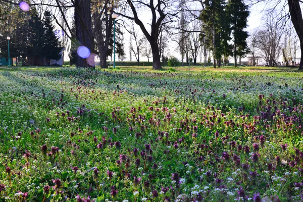 Vilda blommor i parken vid solnedgången — Stockfoto