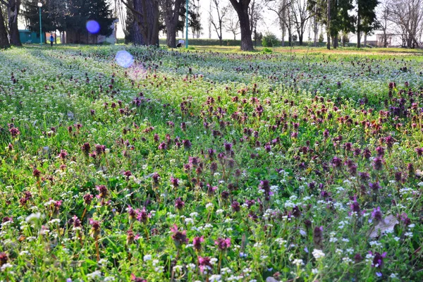 Vilda blommor i parken vid solnedgången — Stockfoto