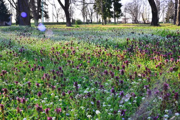 Vilda blommor i parken vid solnedgången — Stockfoto