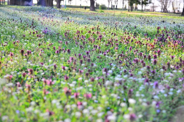 Vilda blommor i parken vid solnedgången — Stockfoto