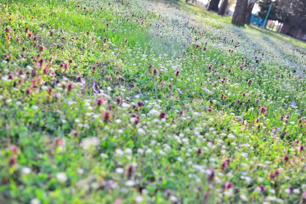 Vilda blommor i parken vid solnedgången — Stockfoto