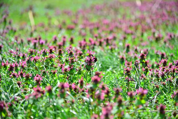 Vilda blommor i parken vid solnedgången — Stockfoto