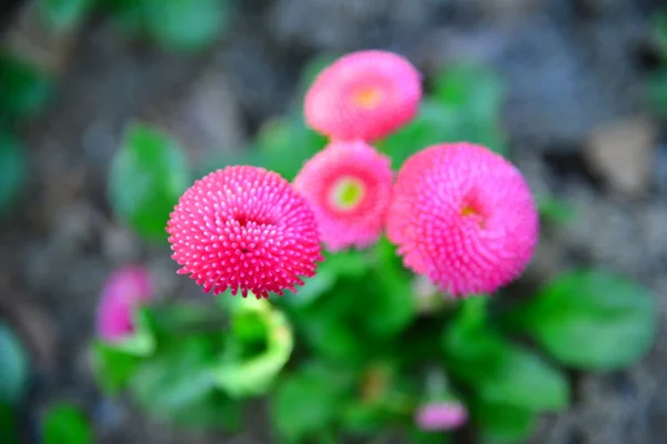 Garden alley flowers in large bright heads — Stock Photo, Image