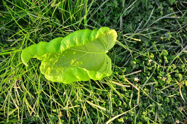 Large green leaf — Stock Photo, Image