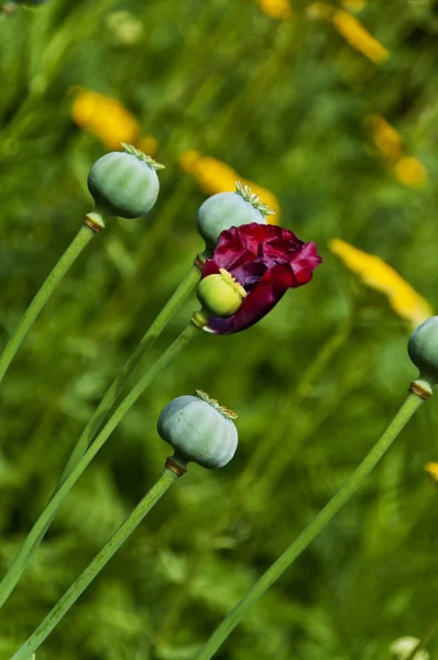 Papaver — Stockfoto